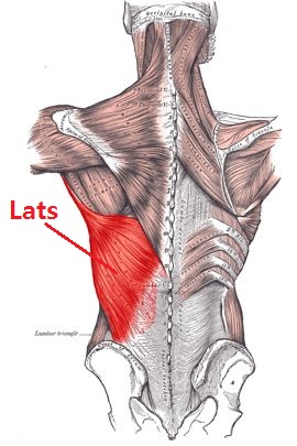 Exercises for building Lats muscle gain